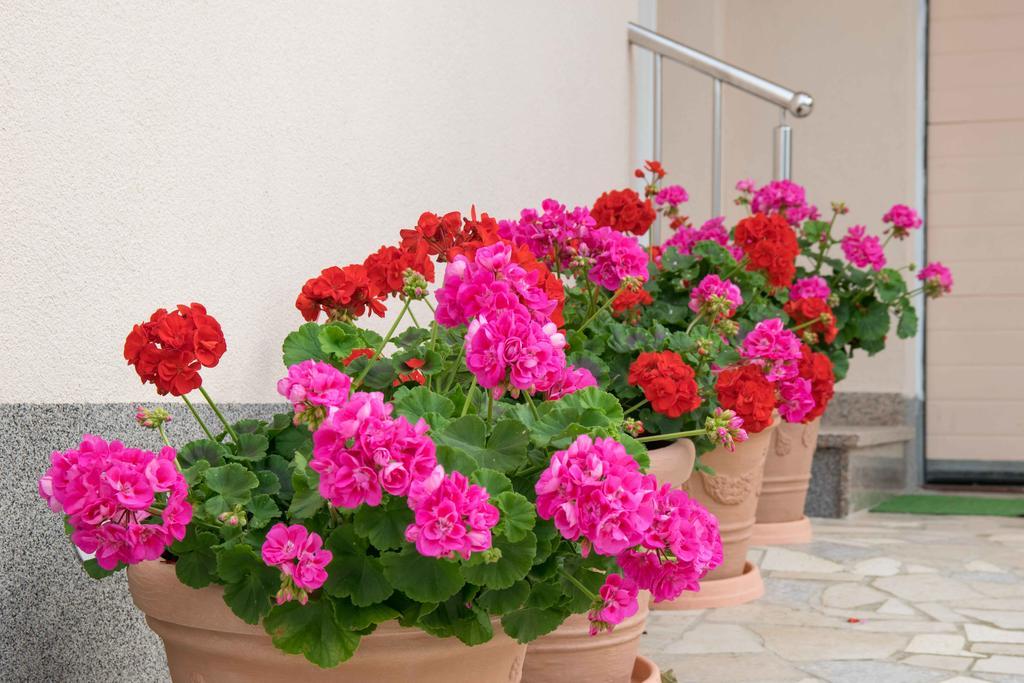 Apartma Hortensia *