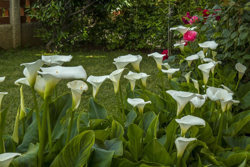 Hortensia Apartma